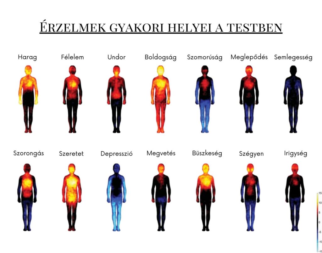 Érzelmeink megjelenése a testünkben hőtérképen